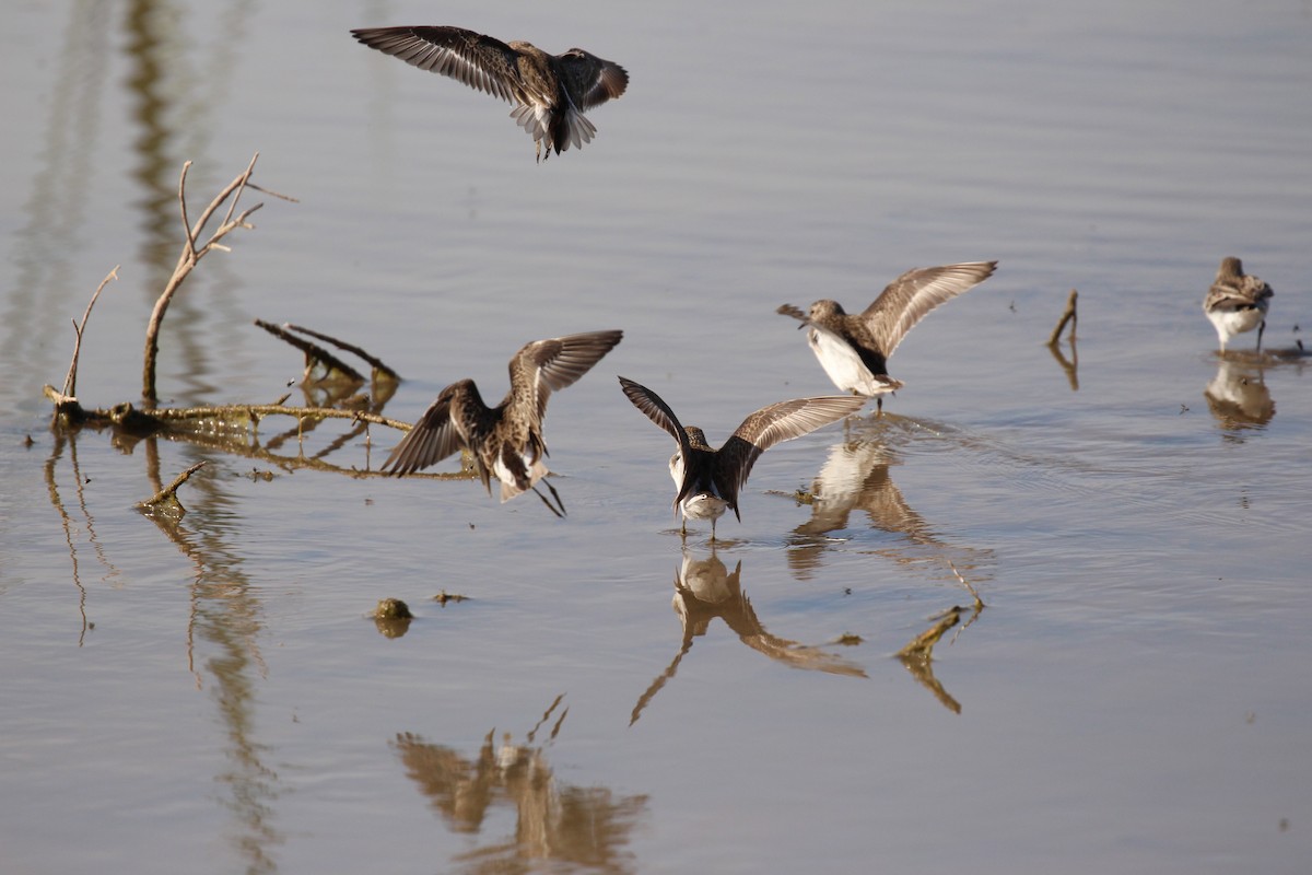 Least Sandpiper - ML616236421