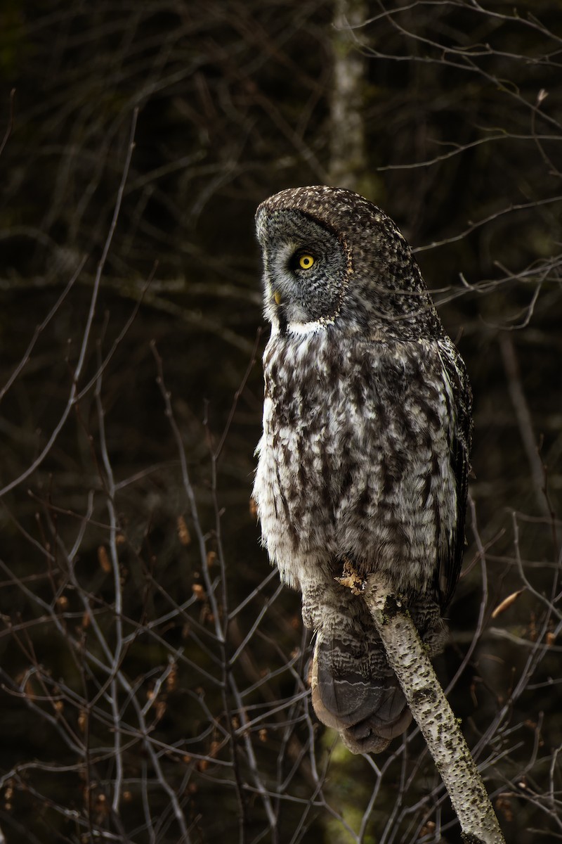 Great Gray Owl - Joshua Kline