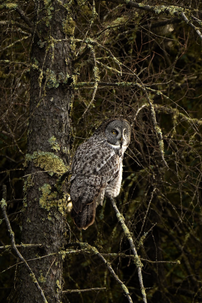 Great Gray Owl - Joshua Kline