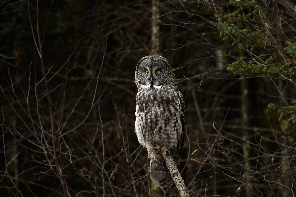 Great Gray Owl - Joshua Kline