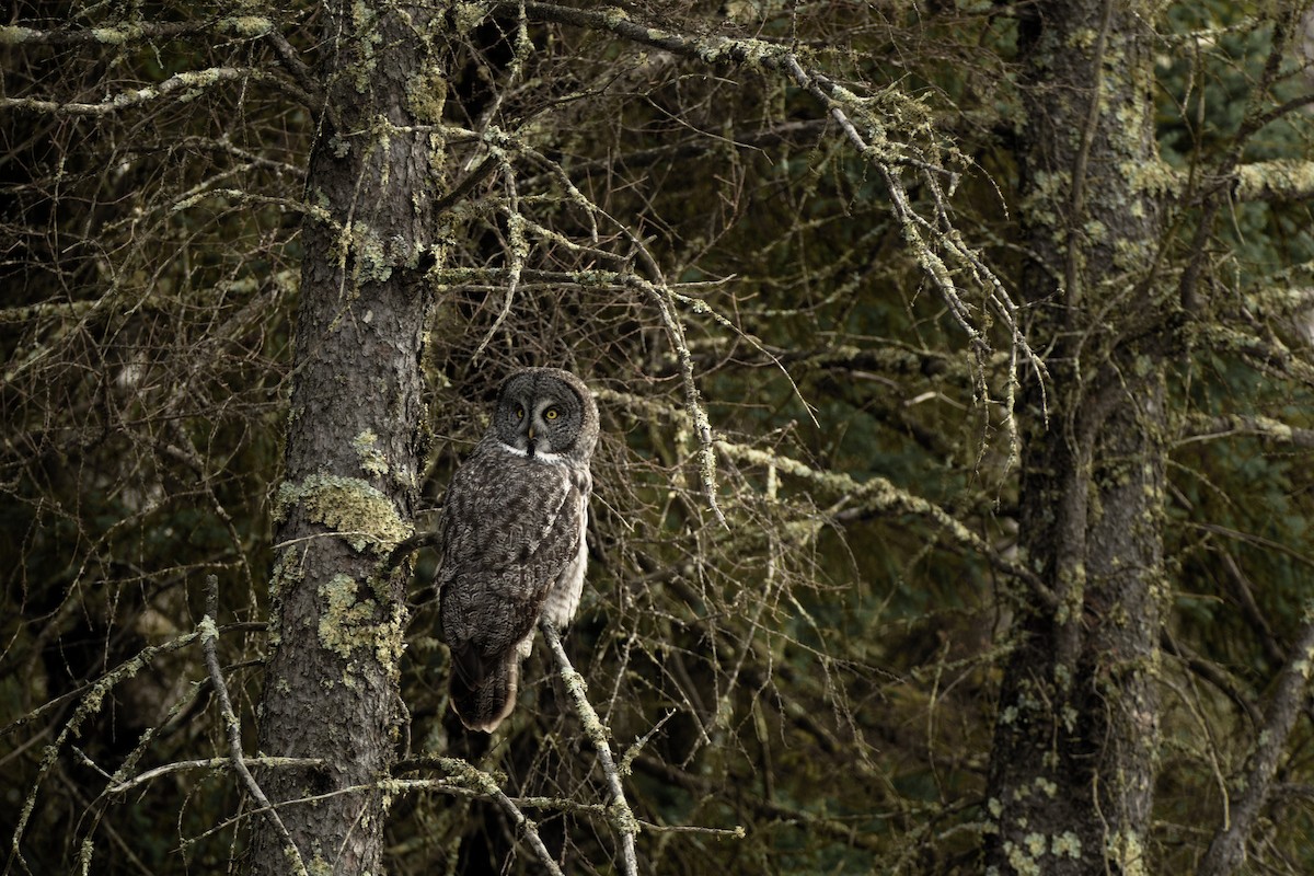 Great Gray Owl - Joshua Kline
