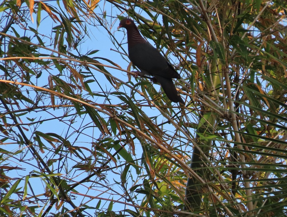 Pigeon à cou rouge - ML616236447