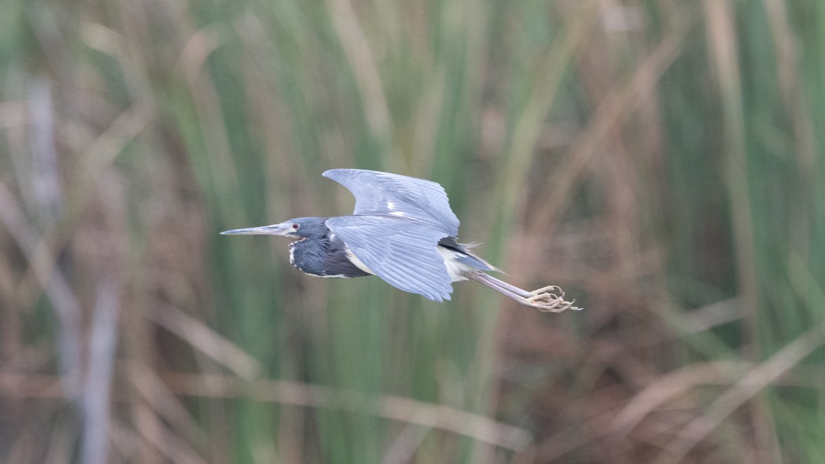 Tricolored Heron - ML616236500