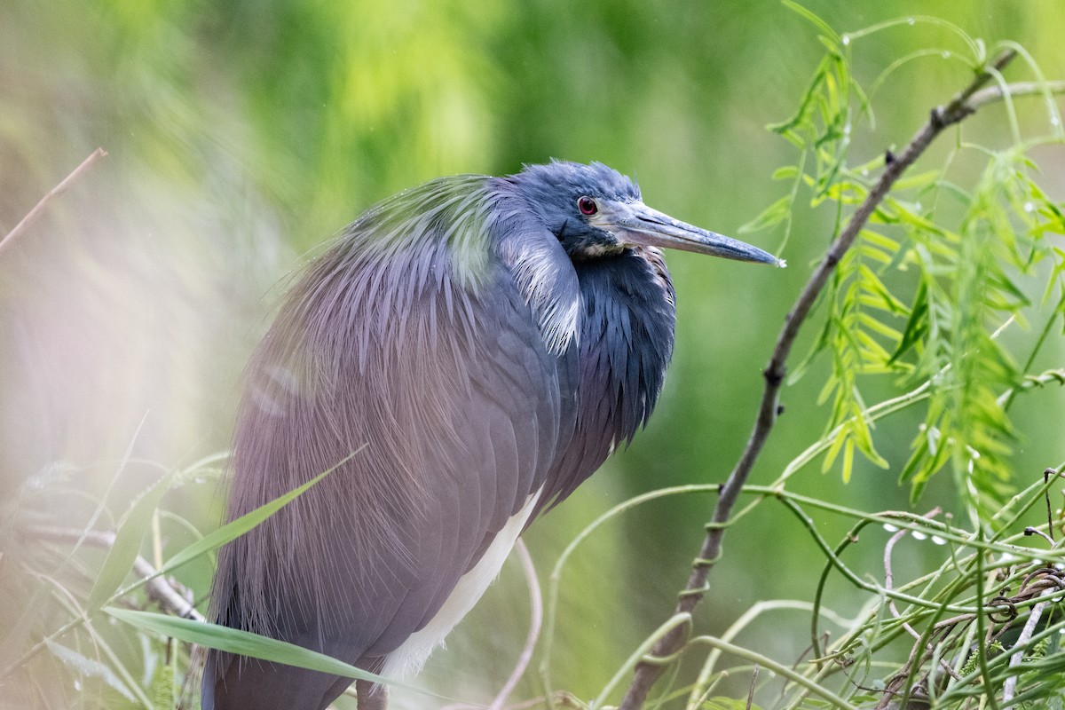 Tricolored Heron - ML616236501