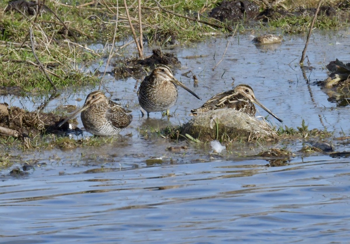 Wilson's Snipe - ML616236542