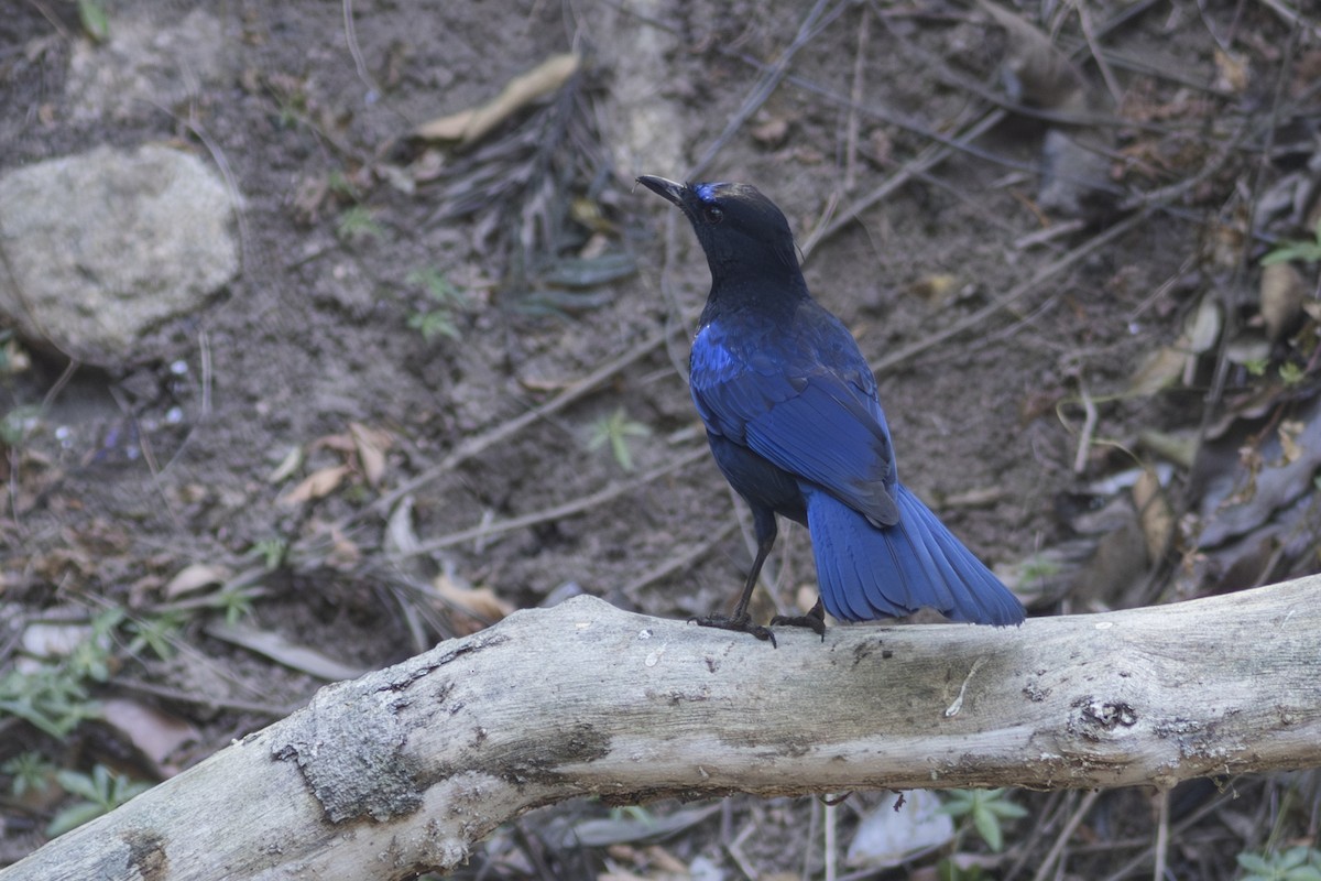 Malabar Whistling-Thrush - ML616236590