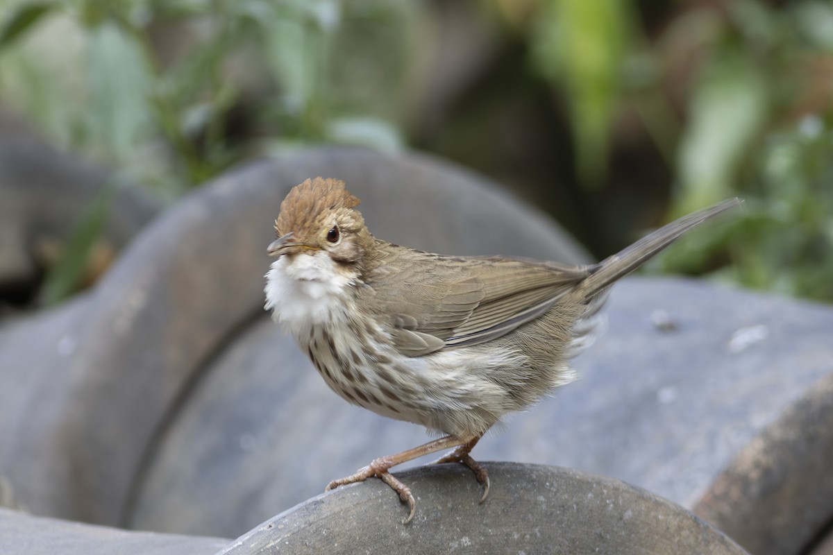 Puff-throated Babbler - Hemant Kumar