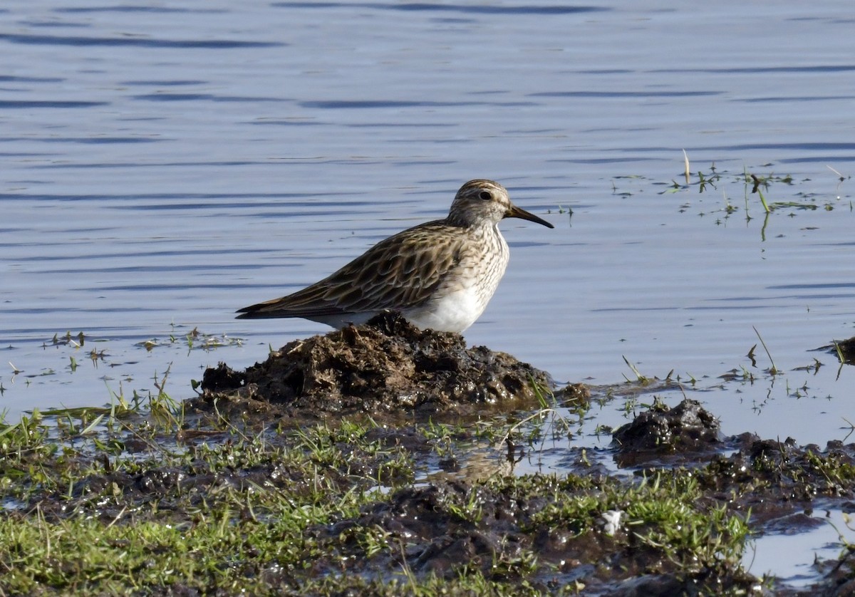 Graubrust-Strandläufer - ML616236605