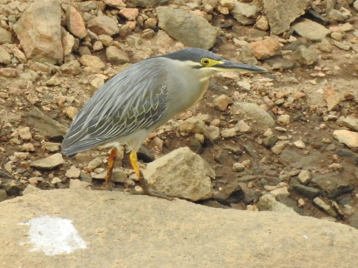 Striated Heron (Old World) - ML616236628