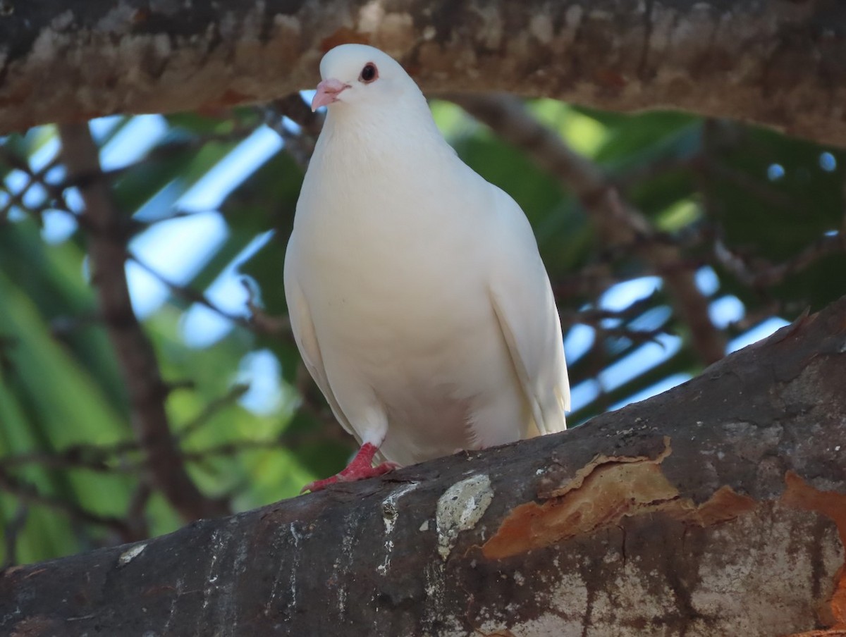 Rock Pigeon (Feral Pigeon) - ML616236636