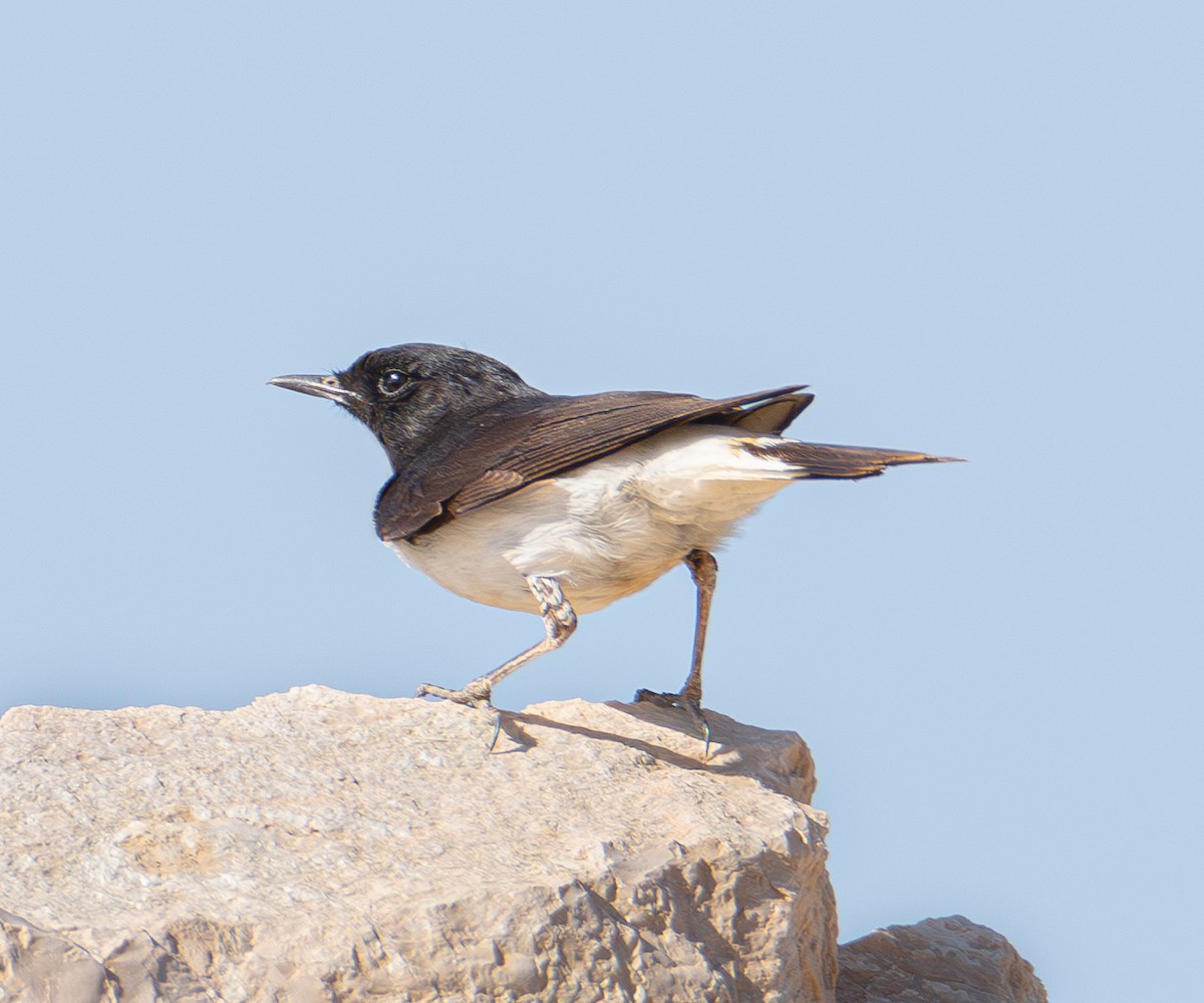 Hume's Wheatear - ML616236646