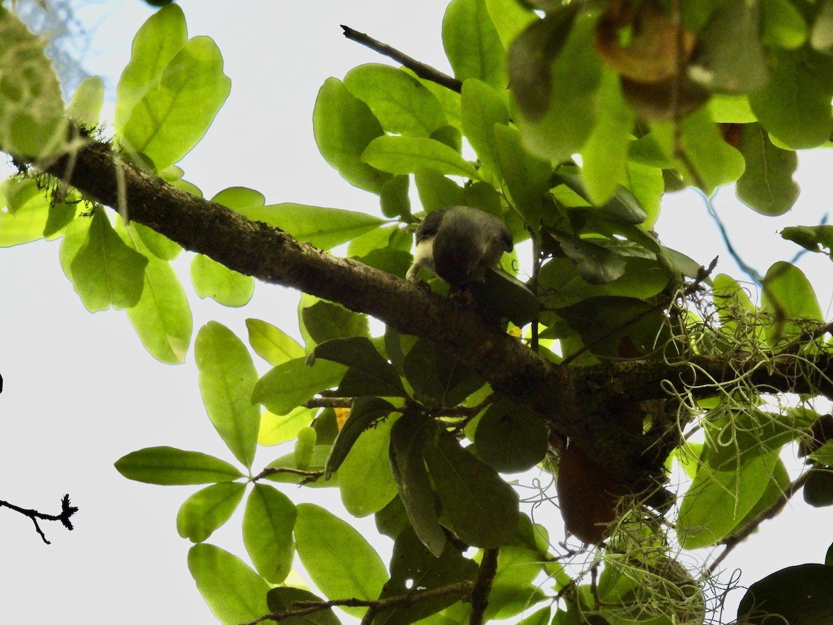 Tufted Titmouse - Patti Northam