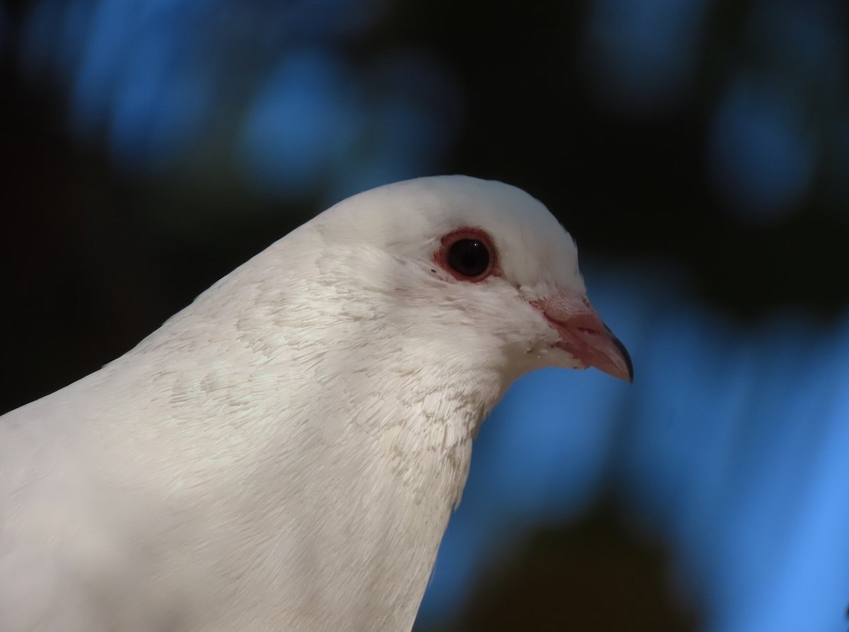 Rock Pigeon (Feral Pigeon) - ML616236690