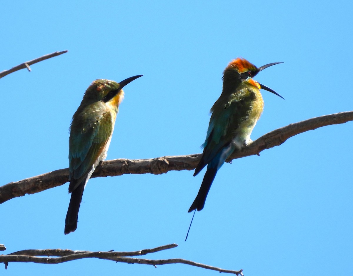 Rainbow Bee-eater - ML616236697