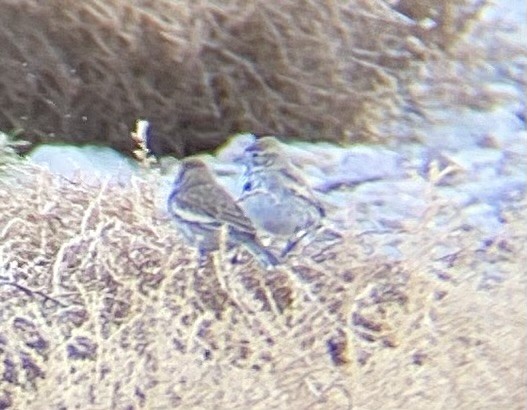 Lark Bunting - ML616236700