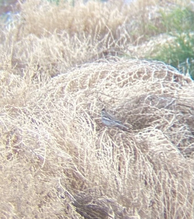 Lark Bunting - ML616236704