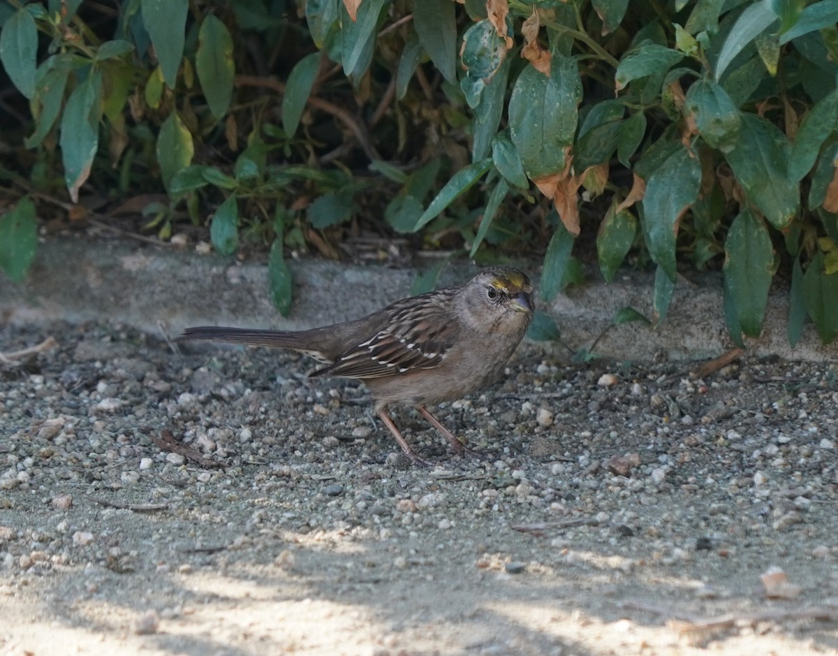 Golden-crowned Sparrow - Jim Crumpler