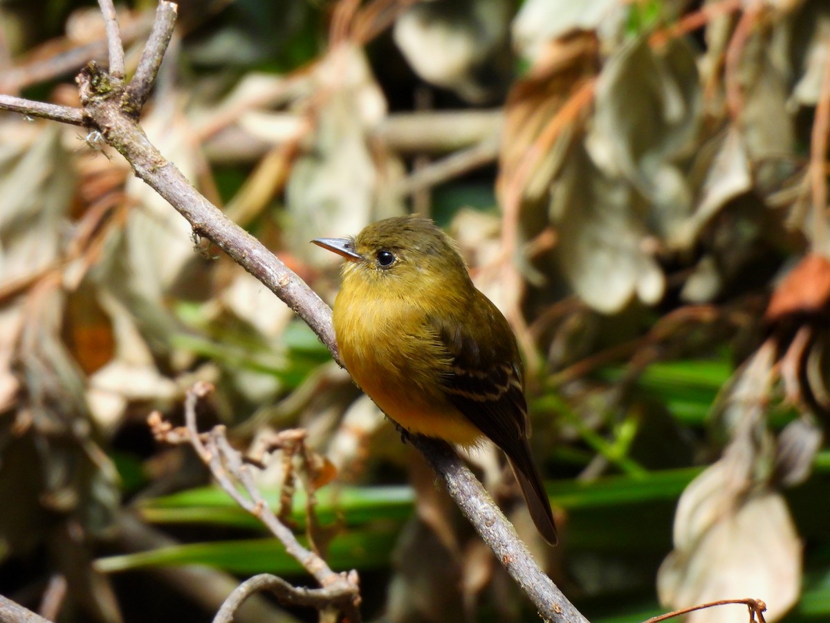 Ochraceous Pewee - ML616236760