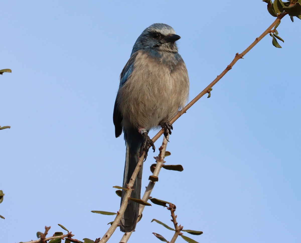 Florida Scrub-Jay - ML616236808