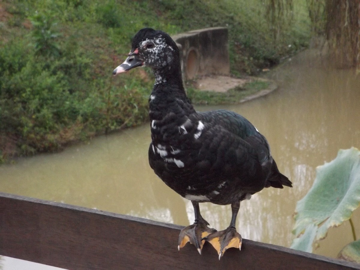 Muscovy Duck (Domestic type) - ML61623681