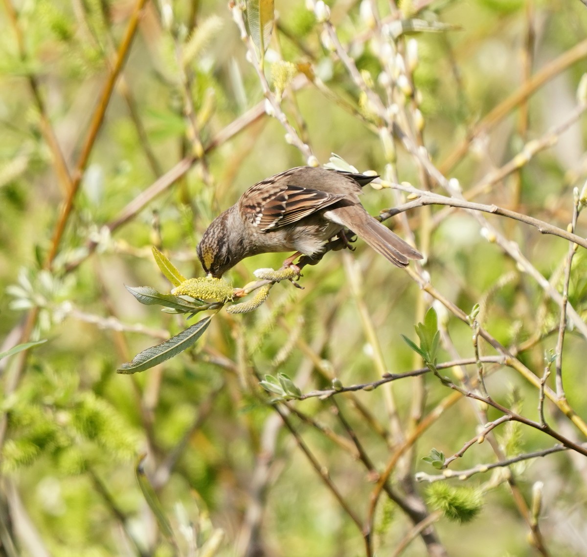Golden-crowned Sparrow - ML616236865