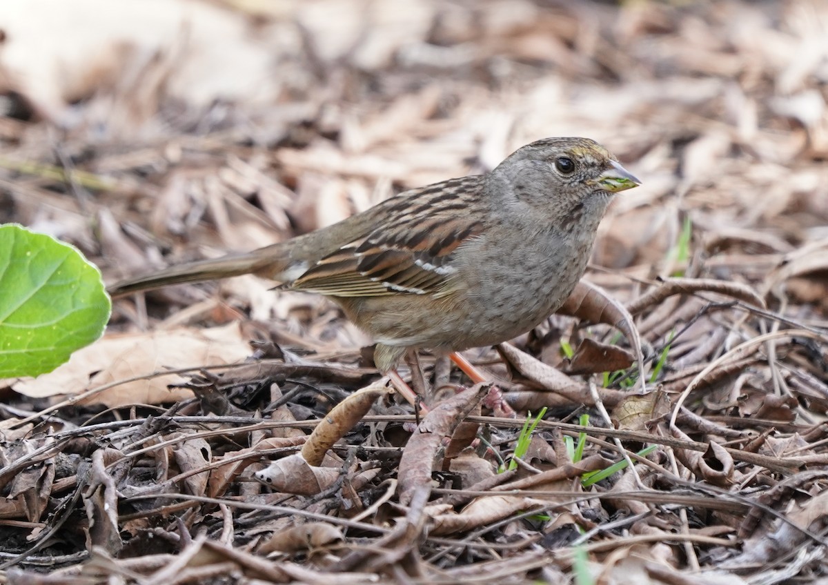 Golden-crowned Sparrow - ML616236871