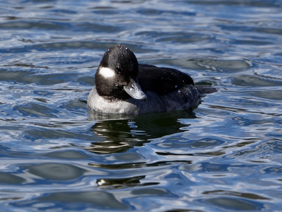 Bufflehead - ML616236892