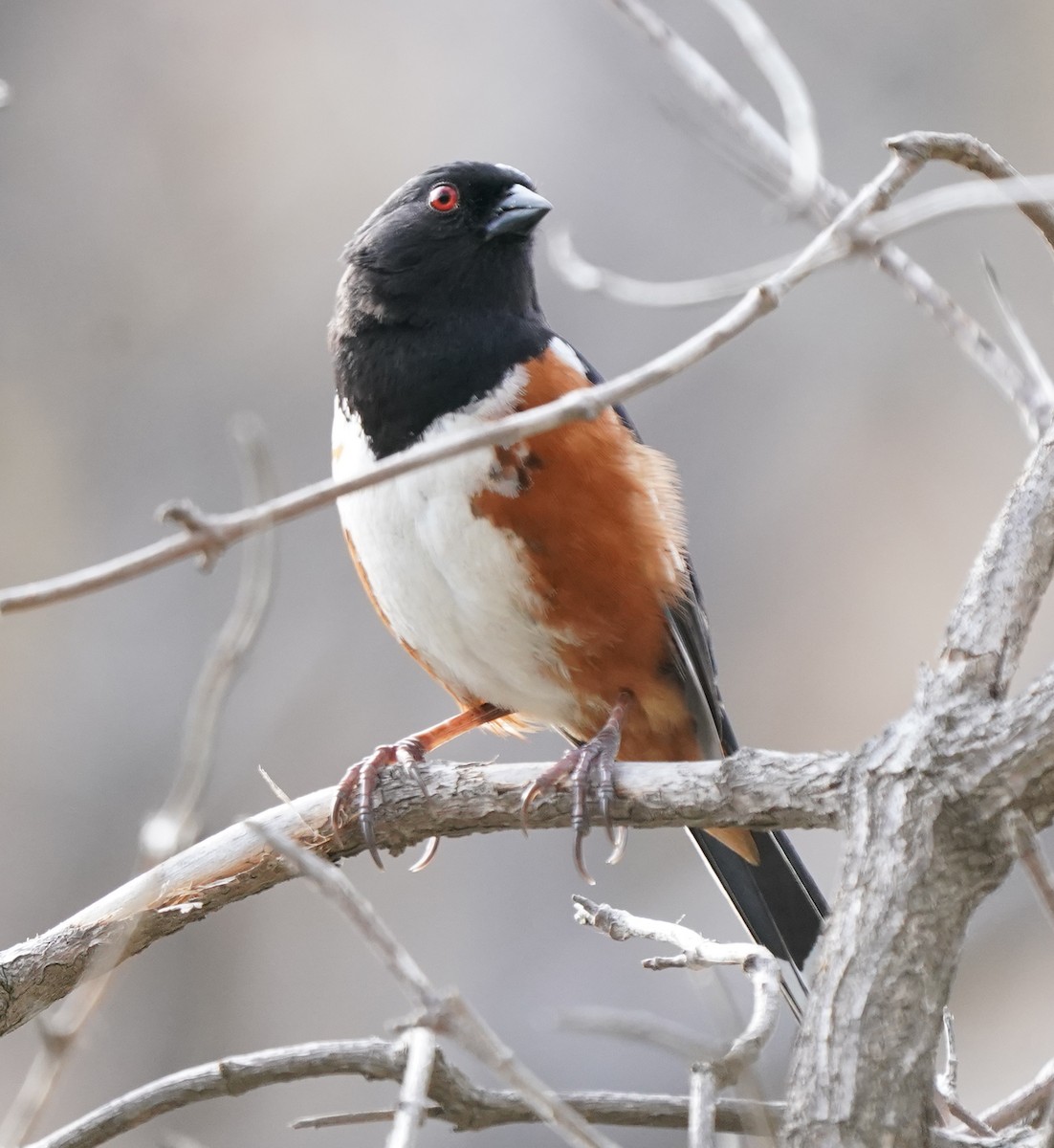 Spotted Towhee - ML616236926