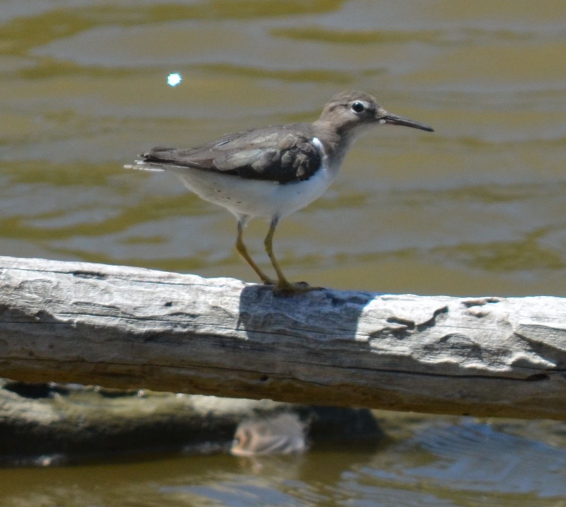 Spotted Sandpiper - ML616236984