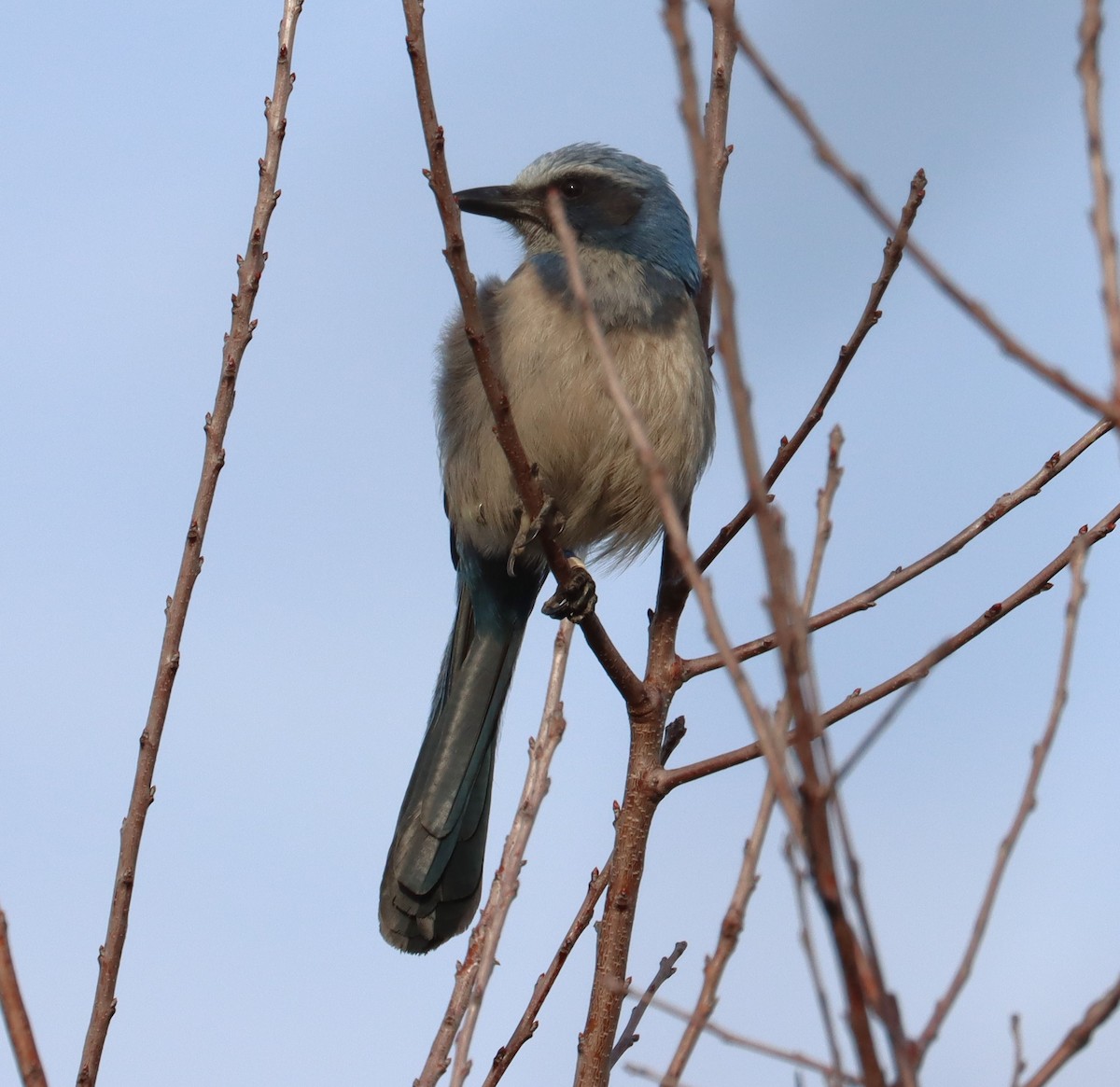 Florida Scrub-Jay - ML616236992