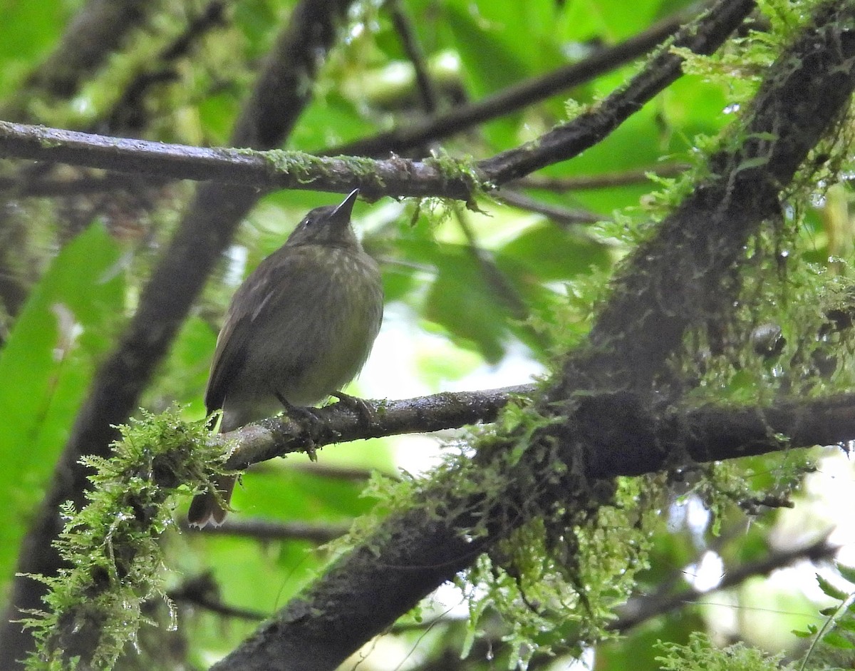 Olive-streaked Flycatcher - ML616237011