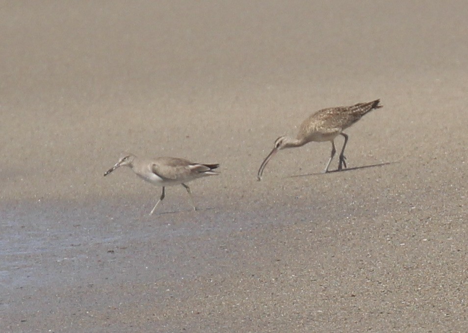 Whimbrel - Toni McQuivey Taylor