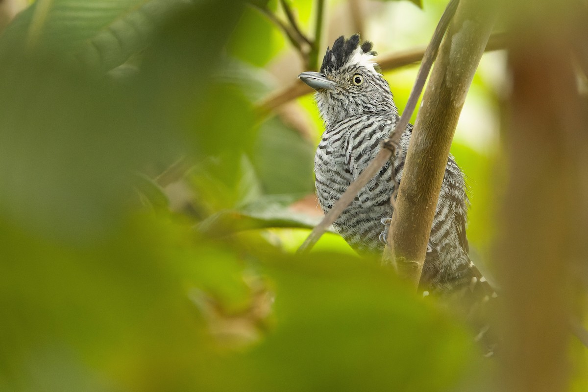 Barred Antshrike - Joachim Bertrands | Ornis Birding Expeditions