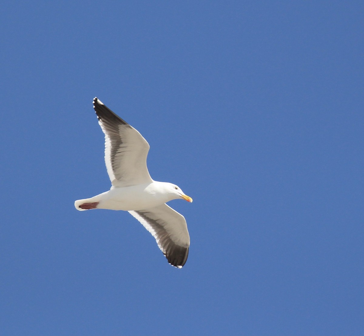 Western Gull - Toni McQuivey Taylor