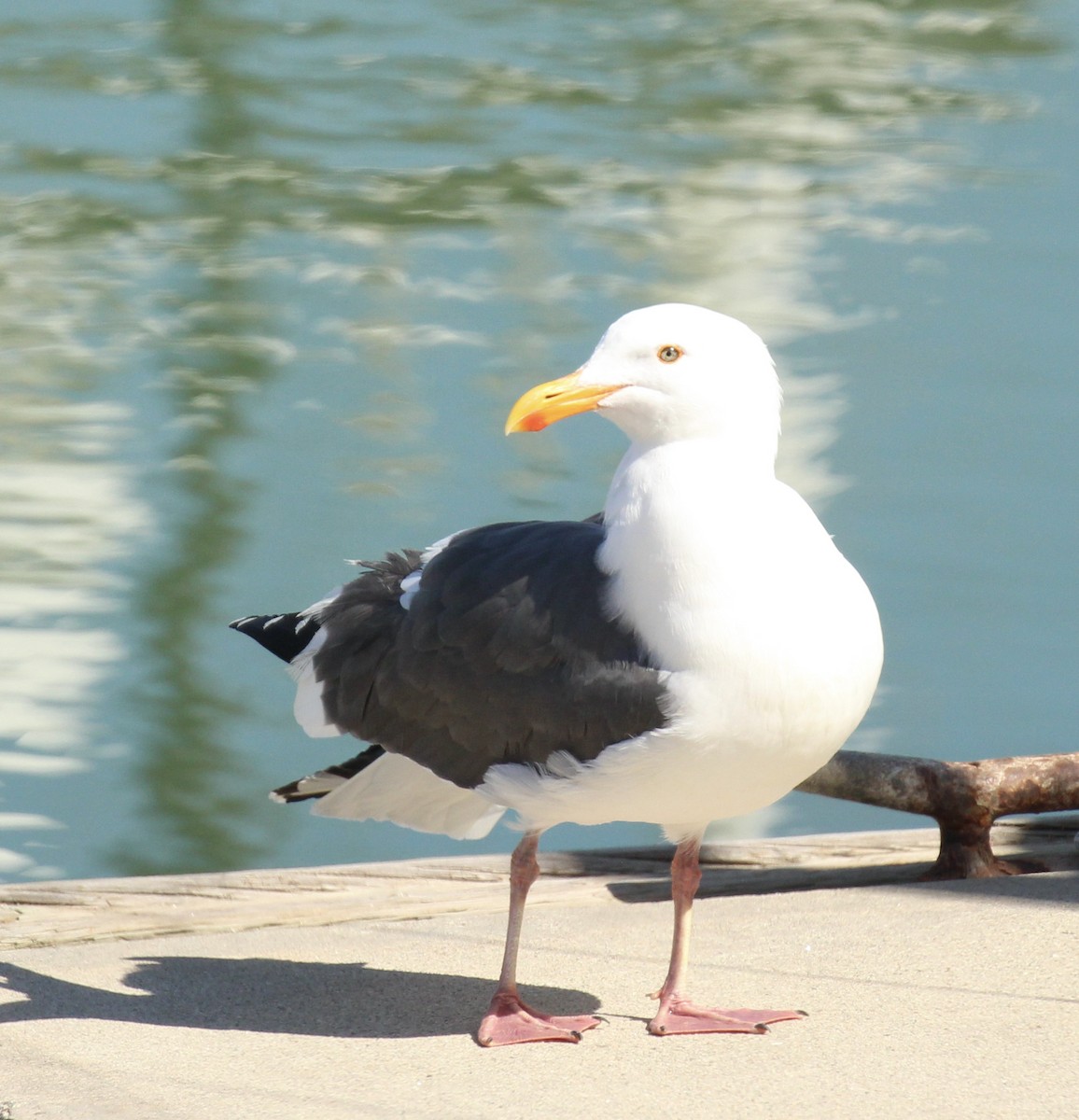 Western Gull - Toni McQuivey Taylor