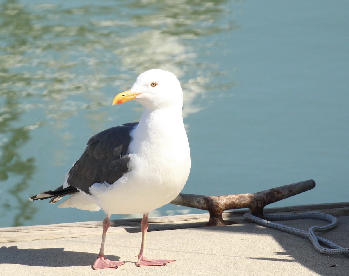 Western Gull - Toni McQuivey Taylor