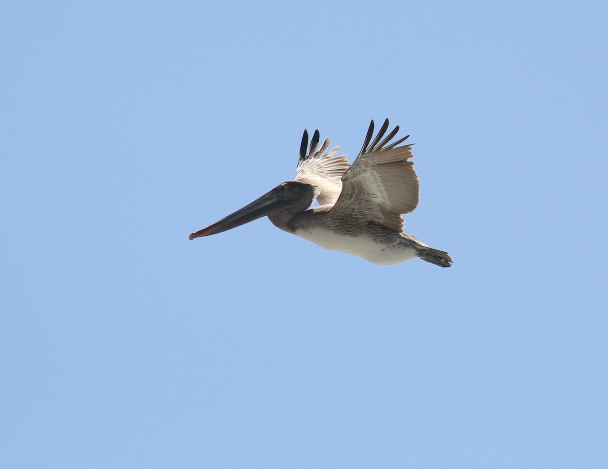 Brown Pelican - Toni McQuivey Taylor