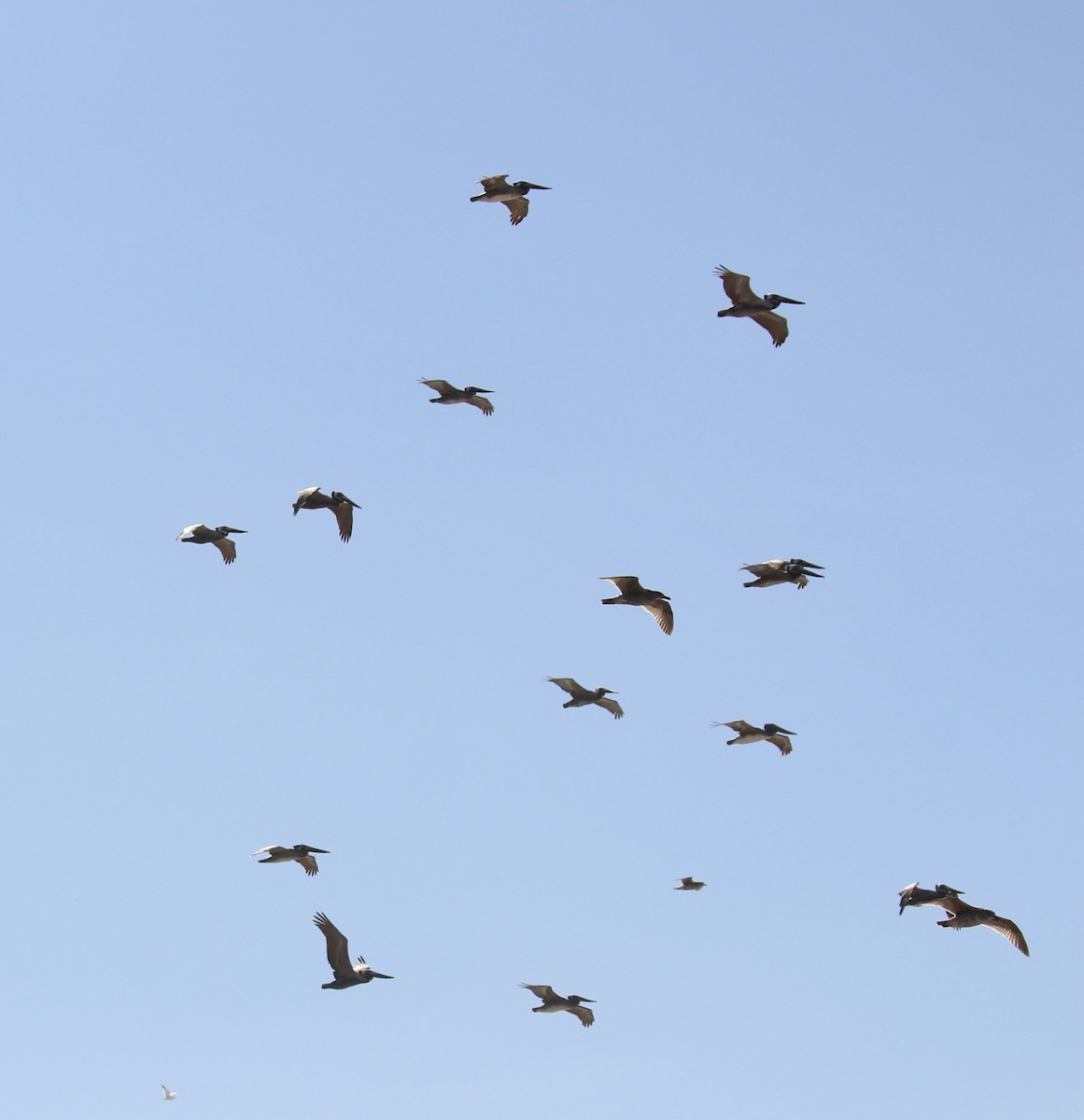 Brown Pelican - ML616237054