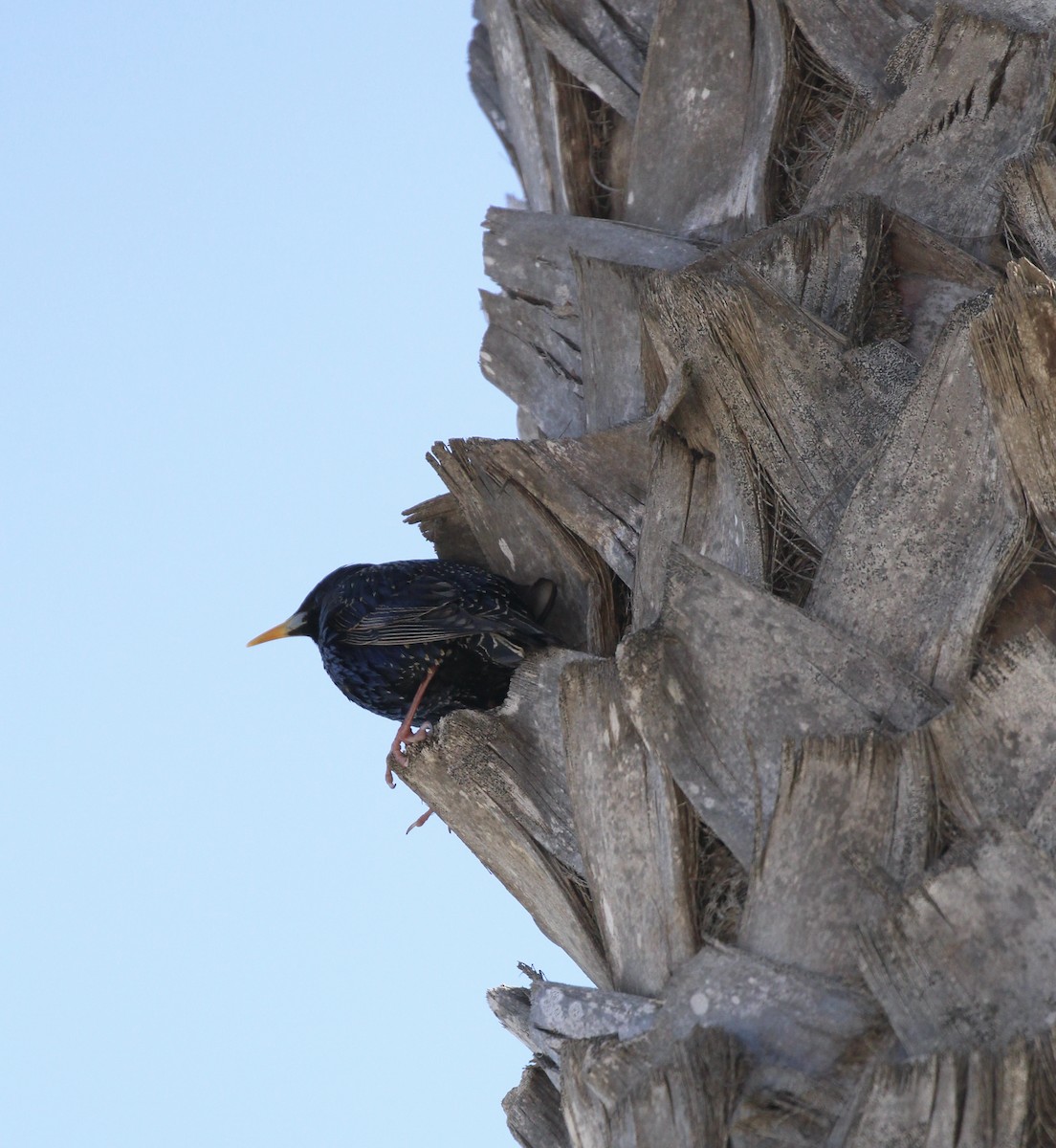 European Starling - ML616237073