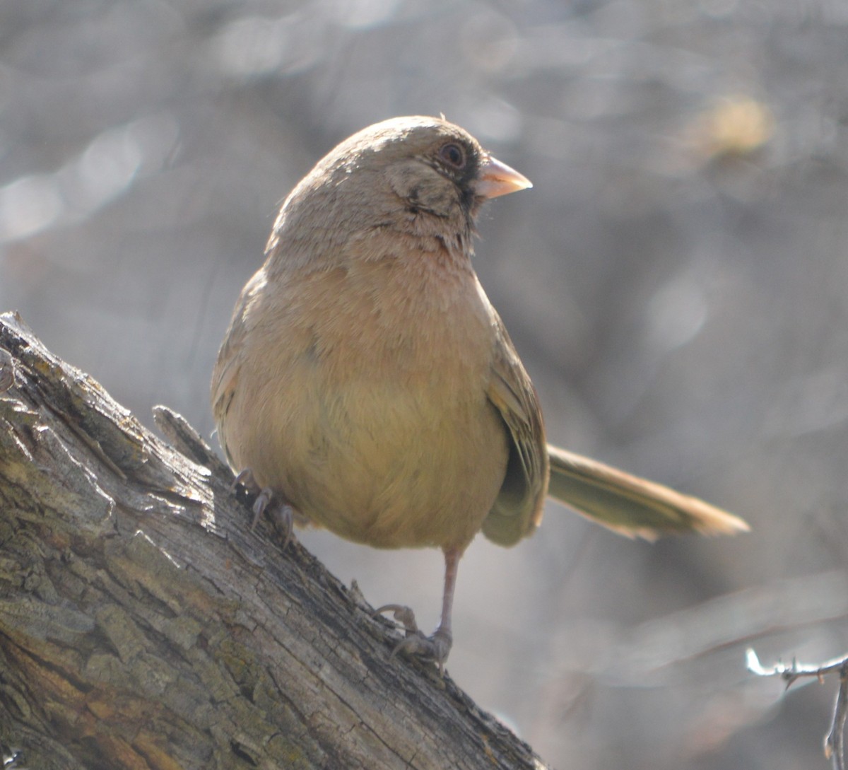 Abert's Towhee - ML616237077