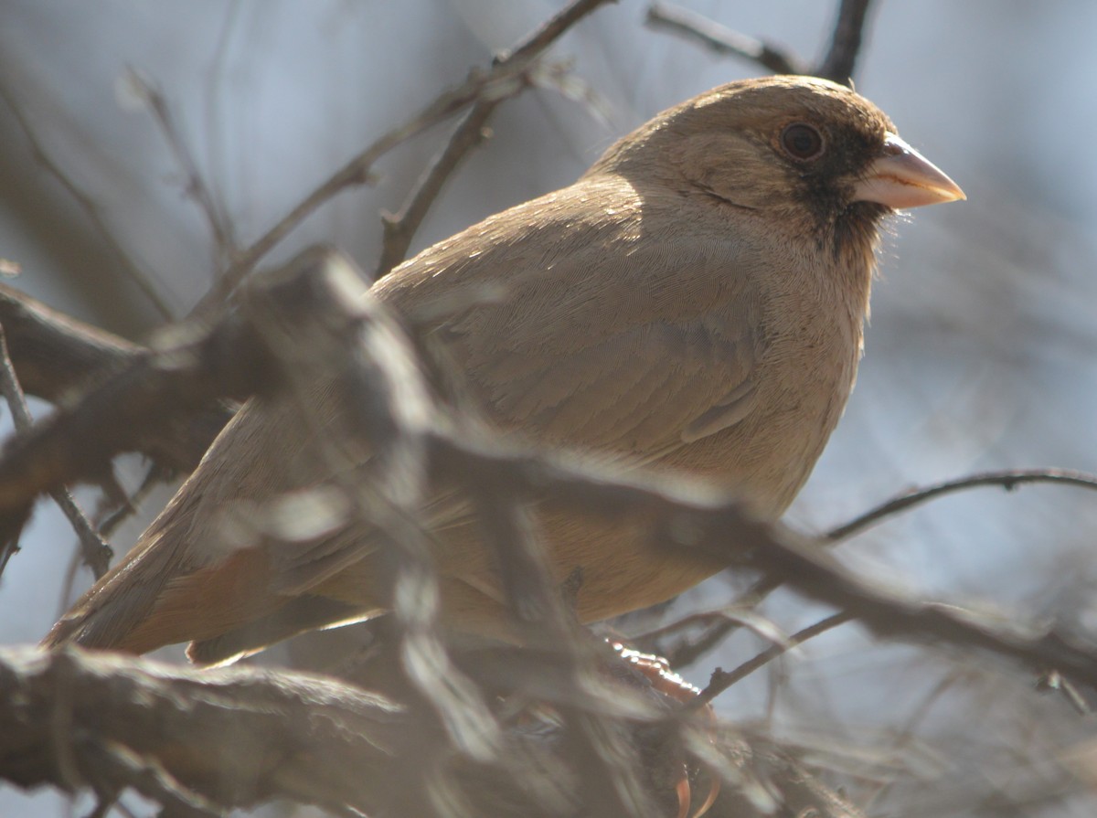 Abert's Towhee - ML616237078