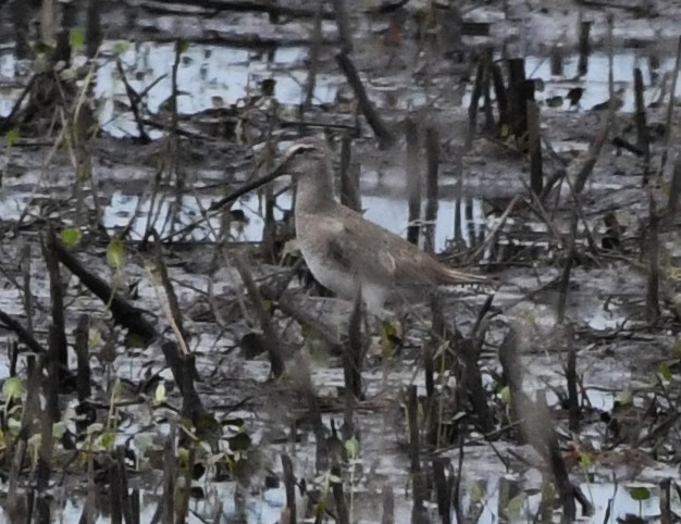 Long-billed Dowitcher - ML616237081