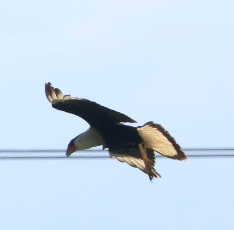 Caracara huppé (cheriway) - ML616237088