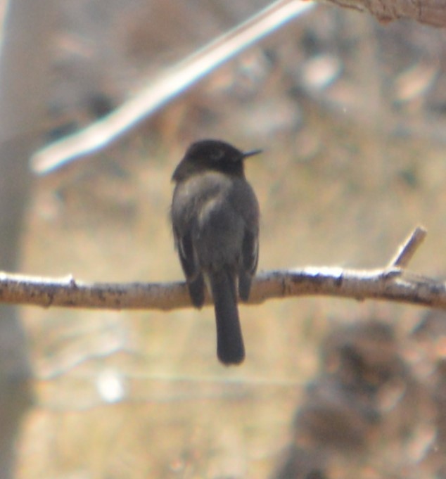 Black Phoebe - ML616237091