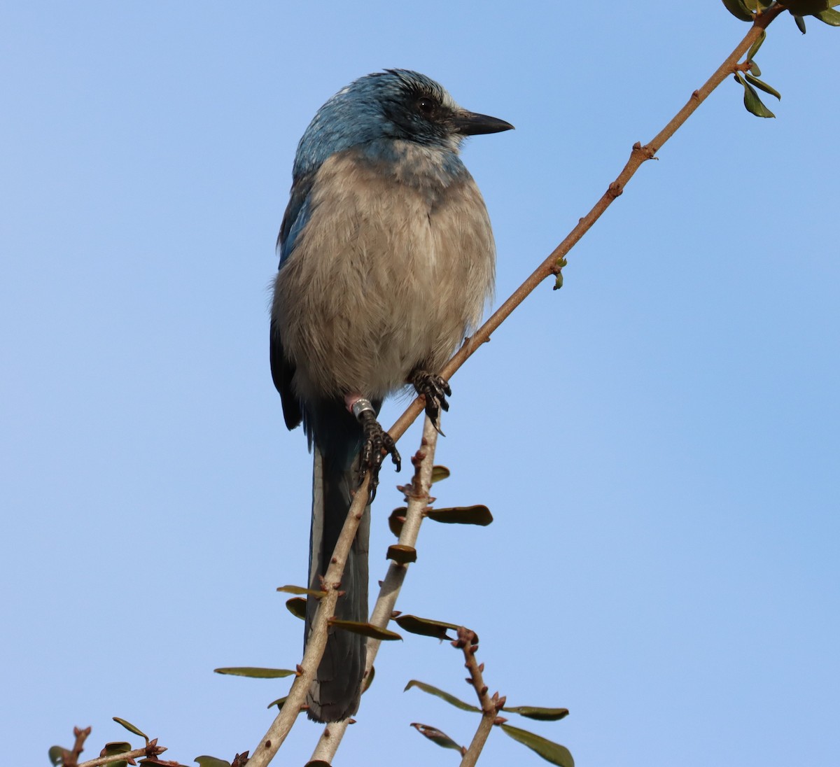 Florida Scrub-Jay - ML616237092