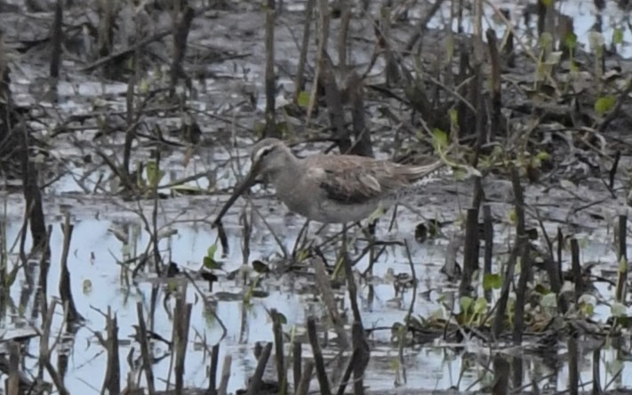 Long-billed Dowitcher - ML616237103