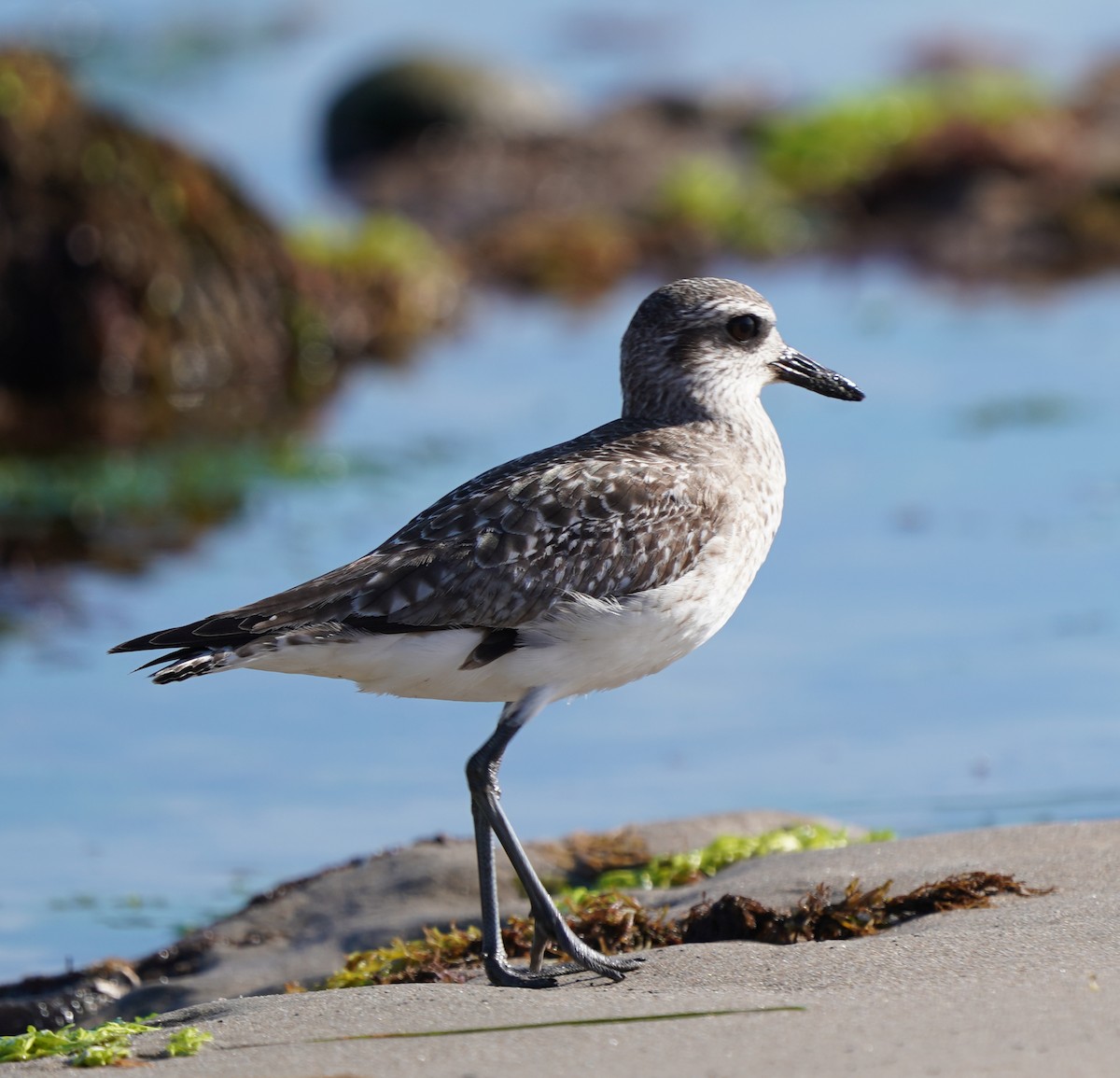 Black-bellied Plover - ML616237143