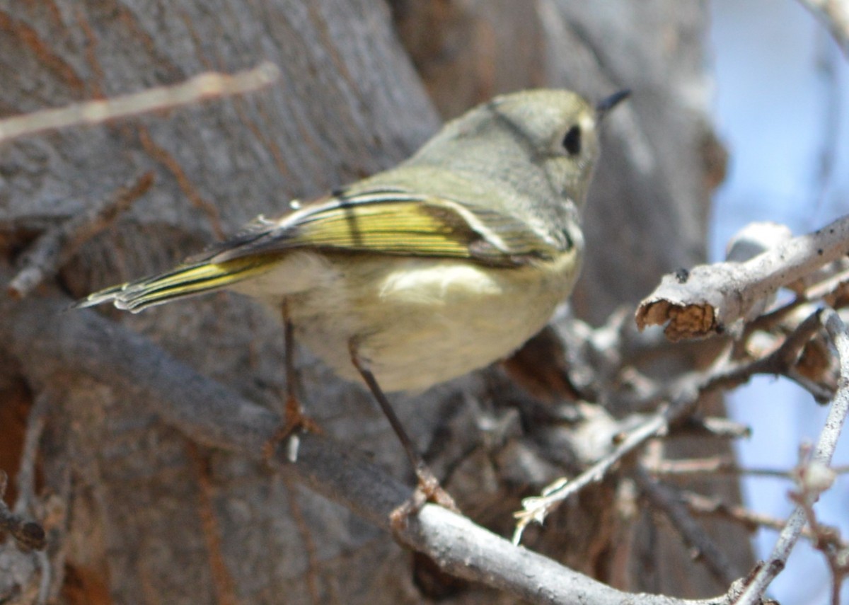 Ruby-crowned Kinglet - ML616237153