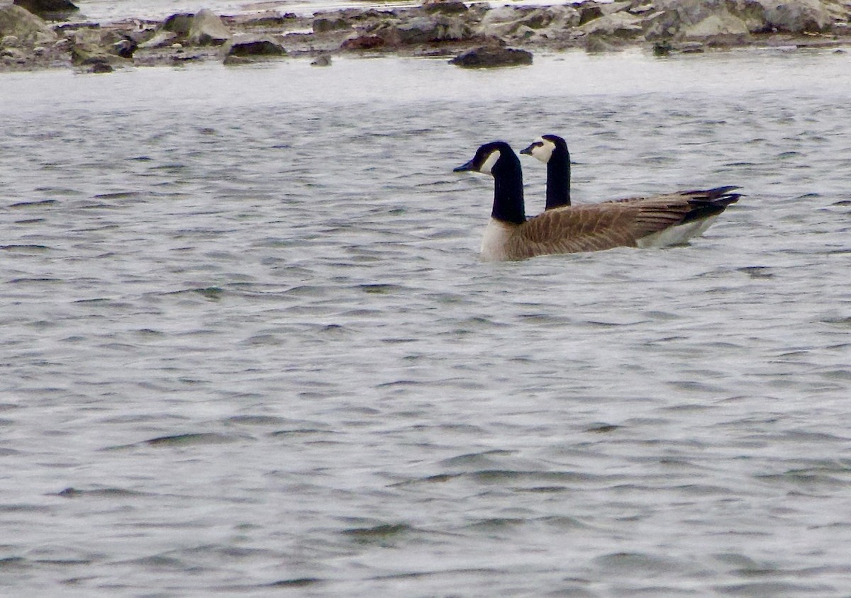 Canada Goose - Jerry Horak