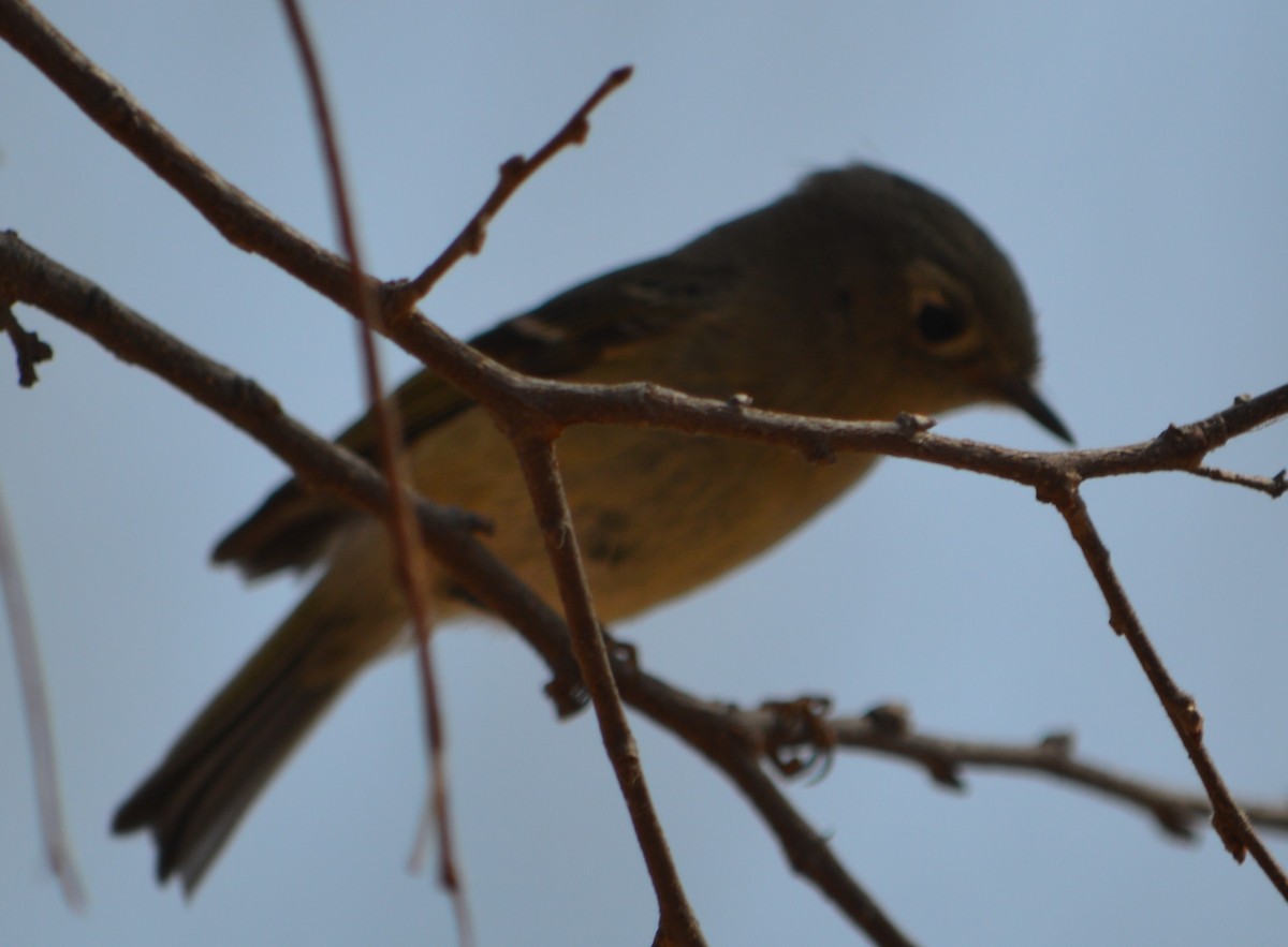 Ruby-crowned Kinglet - Hank Chen